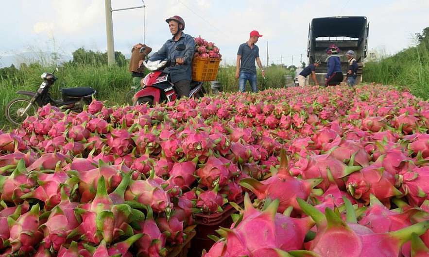 Farmers harvest dragon fruits in central Binh Thuan Province. Photo by VnExpress/Viet Quoc. Farmers harvest dragon fruits in central Binh Thuan Province. Photo by VnExpress/Viet Quoc.