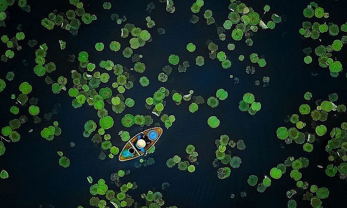 SUMMER ON THE LOTUS POND The lotus ponds across Vietnam are entering the growing season, flourishing. © Manh Cuong Vu/TNC Photo Contest 2021 SUMMER ON THE LOTUS POND The lotus ponds across Vietnam are entering the growing season, flourishing. © Manh Cuong Vu/TNC Photo Contest 2021