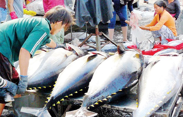 2510 tuna