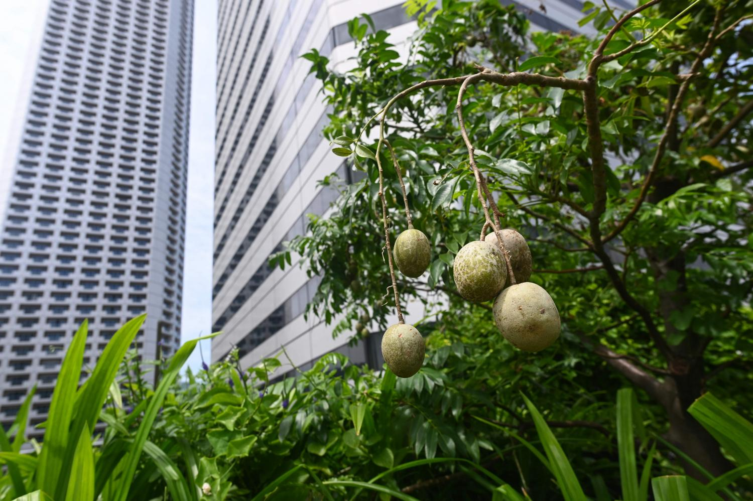 the tropical fruit kedondong growing in the rooftop garden. 5754 fruit