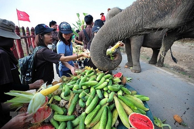 Người dân Thái Lan tự tay cho voi ăn trong Ngày voi quốc gia nguoi dan thai lan tu tay cho voi an trong ngay voi quoc gia