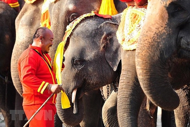 Người dân Thái Lan tự tay cho voi ăn trong Ngày voi quốc gia nguoi dan thai lan tu tay cho voi an trong ngay voi quoc gia