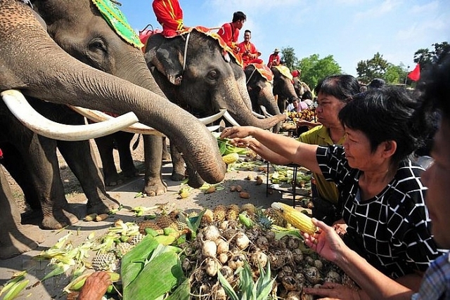 Người dân Thái Lan tự tay cho voi ăn trong Ngày voi quốc gia nguoi dan thai lan tu tay cho voi an trong ngay voi quoc gia