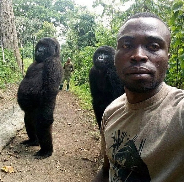 Ảnh ấn tượng nhất tuần: Khỉ đột tạo dáng chụp ảnh selfie cùng kiểm lâm anh an tuong trong tuan khi dot tao dang chup anh selfie cung kiem lam