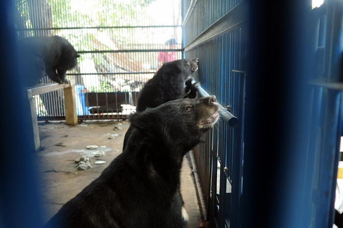 four paws giai cuu 3 gau ngua bi nuoi nhot suot 20 nam