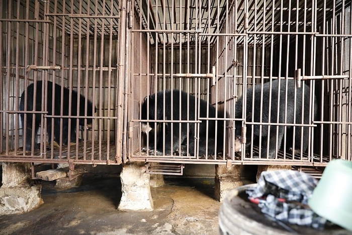 FOUR PAWS, ENV, kiểm lâm Nghệ An giải cứu ba cá thể gấu bị nuôi nhốt trái phép four paws env kiem lam nghe an giai cuu ba ca the gau bi nuoi nhot trai phep