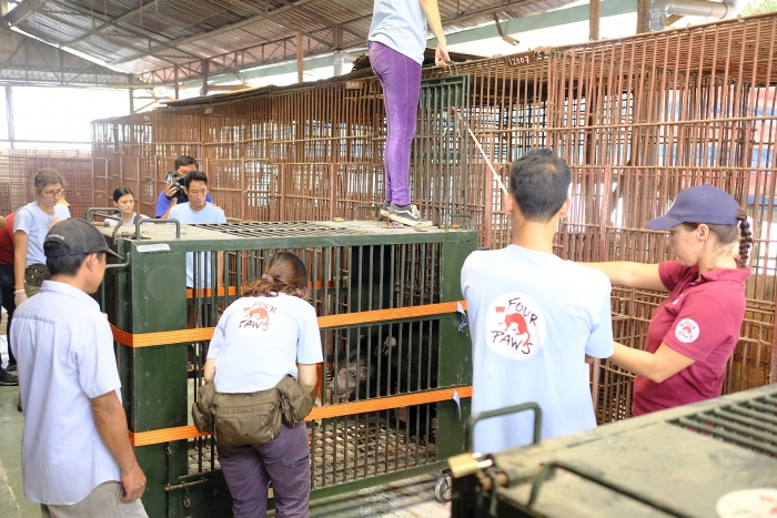 FOUR PAWS giải cứu 7 cá thể gấu ngựa four paws thuc hien chuyen cuu ho gau lon nhat 2019 7 ca the gau ngua duoc giai cuu