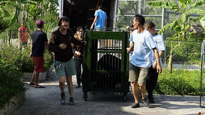 FOUR PAWS giải cứu 7 cá thể gấu ngựa four paws thuc hien chuyen cuu ho gau lon nhat 2019 7 ca the gau ngua duoc giai cuu