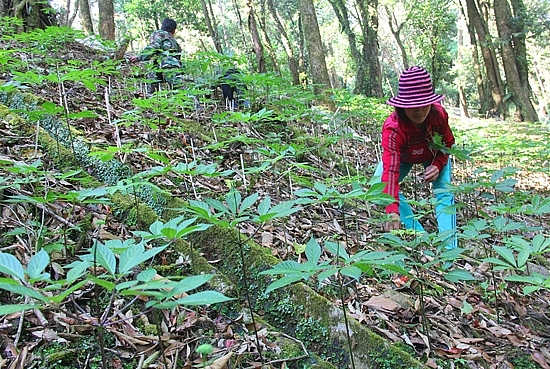 usaid ho tro quang nam 57 ty dong phat trien sinh ke ben vung cho dong bao dan toc mien nui