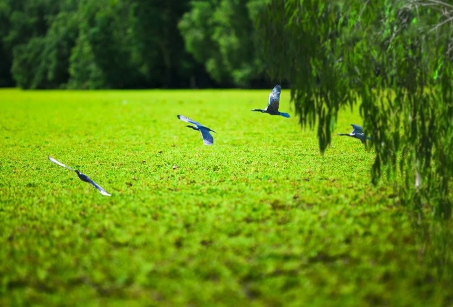 9 điểm tham quan nhất định phải đến ở đồng bằng sông Cửu Long 9 diem tham quan nhat dinh phai den o dong bang song cuu long
