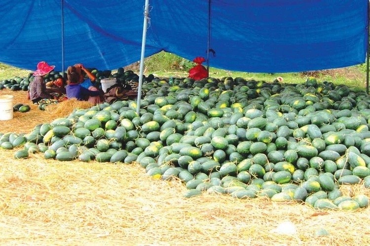 Vietnam's farm products observe the change during COVID-19 outbreak vietnams farm products observe the change during covid 19 outbreak