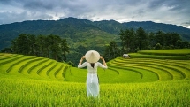 tourist back in ha long bay as domestic travel resumes