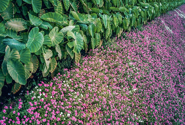 Blooming flowers catch your sense of delight in Vietnam blooming flowers catch your sense of delight in vietnam