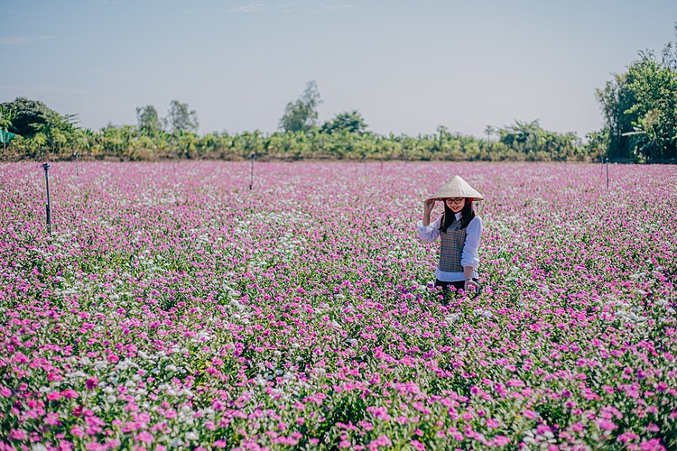 Blooming flowers catch your sense of delight in Vietnam blooming flowers catch your sense of delight in vietnam