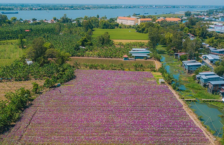 Blooming flowers catch your sense of delight in Vietnam blooming flowers catch your sense of delight in vietnam
