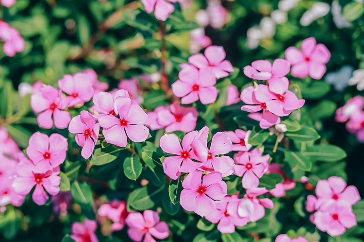 Blooming flowers catch your sense of delight in Vietnam blooming flowers catch your sense of delight in vietnam