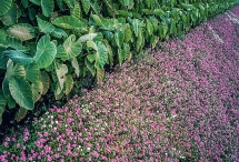 rhododendron simsii in bloom add charms to fansipan