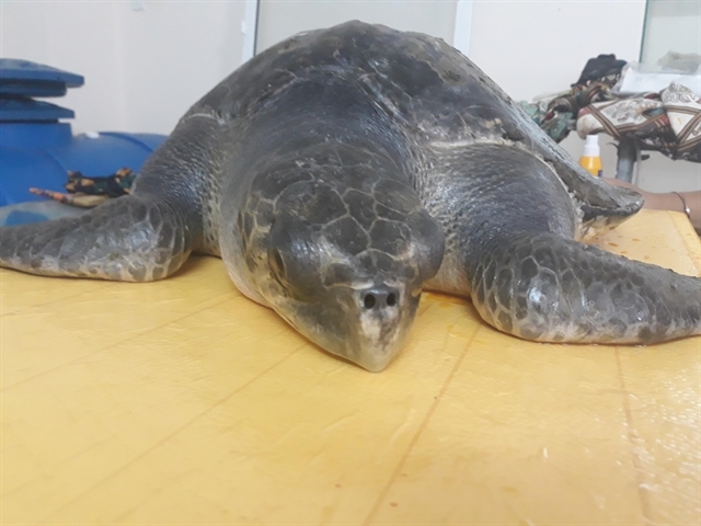 Sick sea turtle has been rescued and cared in Da Nang, Vietnam sick sea turtle has been rescued and cared in da nang