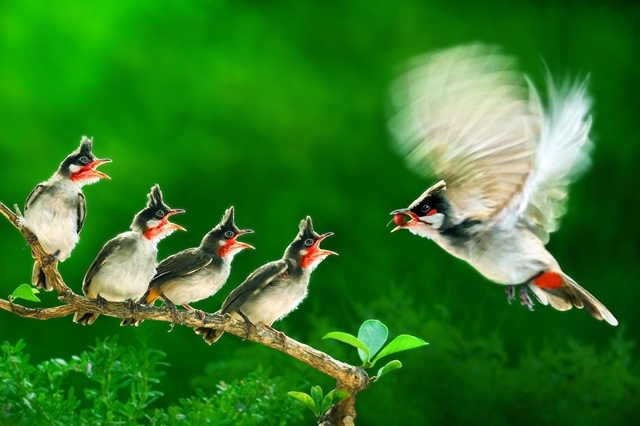 Vietnamese photographer won gold medals at international photo contest vietnamese photographer won gold medals at international photo contest
