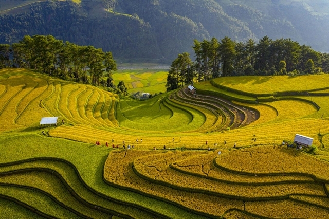 Vietnamese photographer won gold medals at international photo contest vietnamese photographer won gold medals at international photo contest