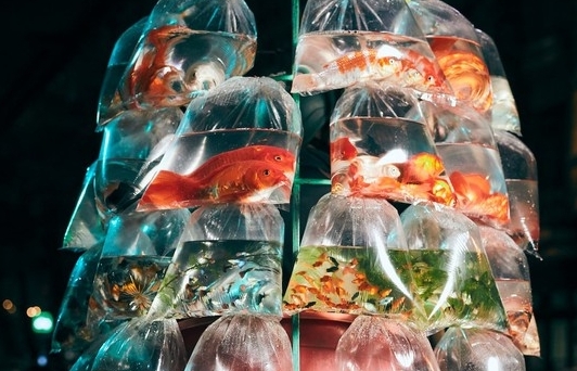 Hanoi street fish seller photo won Smithsonian photography award