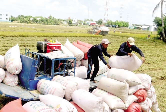 57 Vietnamese businesses successfully registered to export over 65,700 tons of rice 57 vietnamese businesses successfully registered to export over 65700 tons of rice