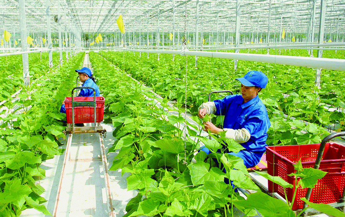 Remarkable improvement in Hanoi's rural modernization remarkable improvement in hanois rural modernization