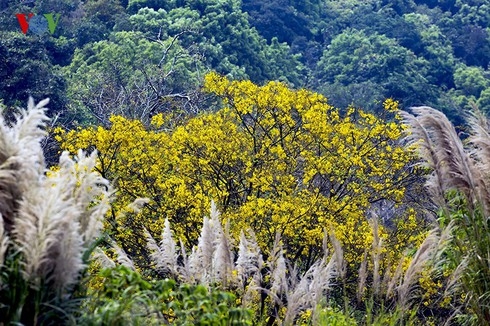 Vietnam among top countries for high biodiversity worldwide vietnam among top countries for high biodiversity worldwide