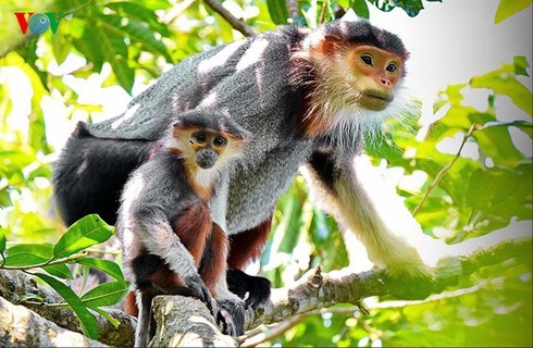 Vietnam among top countries for high biodiversity worldwide vietnam among top countries for high biodiversity worldwide
