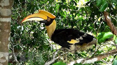 ENV appeals to eliminate commercial farming of endangered wildlife env appeals to eliminate commercial farming of endangered wildlife