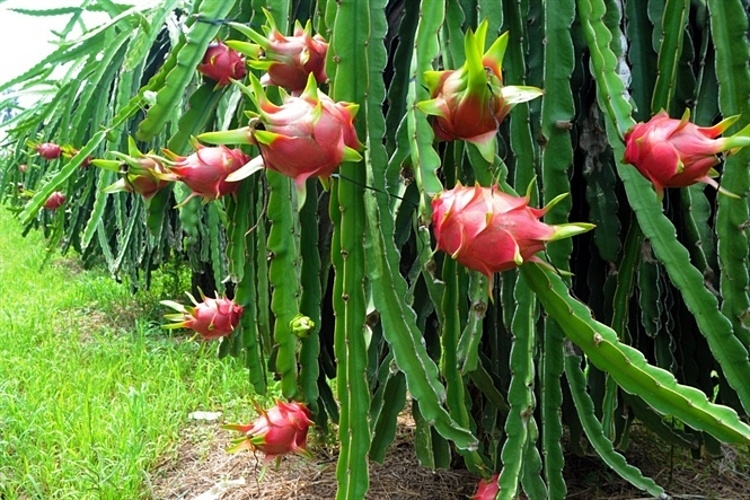 Vietnamese dragon fruit to compete with Indonesian dragon fruit in Chinese market vietnamese dragon fruit to compete with indonesian dragon fruit in china
