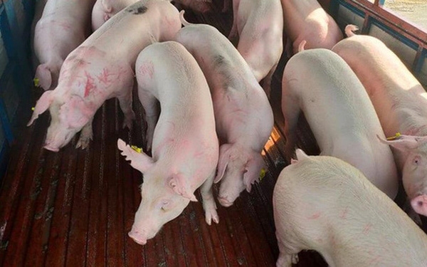 Vietnam to begin importing live pigs from Thailand from June 12 Vietnam to begin importing live pigs from Thailand from June 12