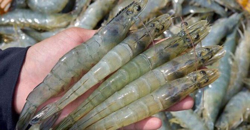 undefined 2921 shrimp exports vietnam