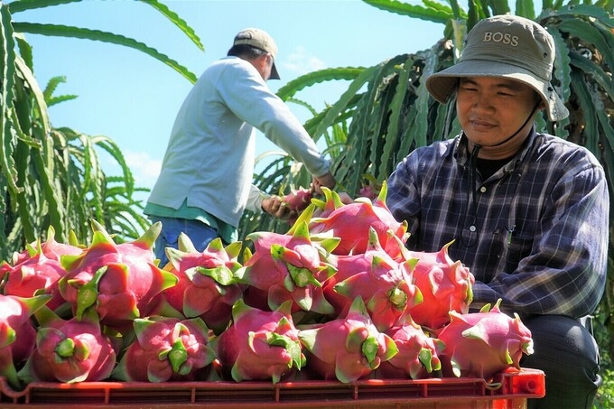 Vietnam's fruit and vegetables exports to Thailand surged 230% 4421 fruit and vegetables thailand