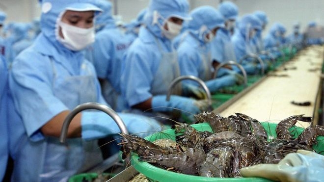 undefined 4918 vietnam shrimp exports first half