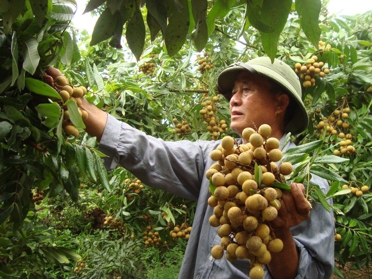undefined 5144 vietnamese longans demanding markets 2020