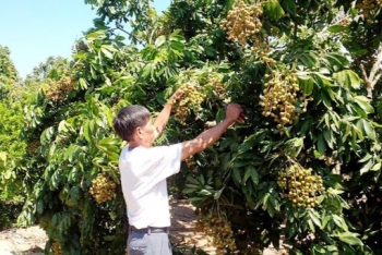 vietnamese longans are expected to penetrate into demanding markets