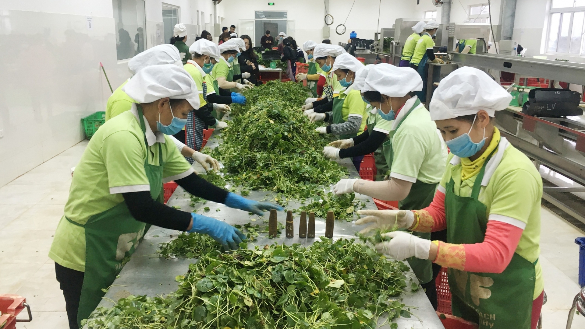 undefined 2823 farming export vietnam