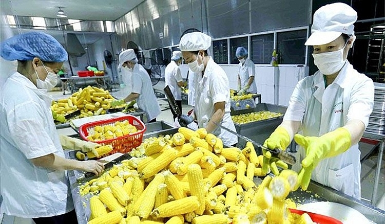 undefined 2957 farming vietnam