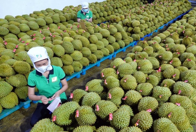 榴莲收获季节,湄公河三角洲各省的花园价格约为 6.5 – 8万越南盾/公斤。 然而,市场仍然有很高的需求和有利的出口条件。 榴莲收获季节,湄公河三角洲各省的花园价格约为 6.5 – 8万越南盾/公斤。 然而,市场仍然有很高的需求和有利的出口条件。