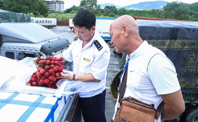 为运载新鲜荔枝通过金城二号国际公路口岸出口的货车优先开辟“绿色通道”。（图：欣阮）