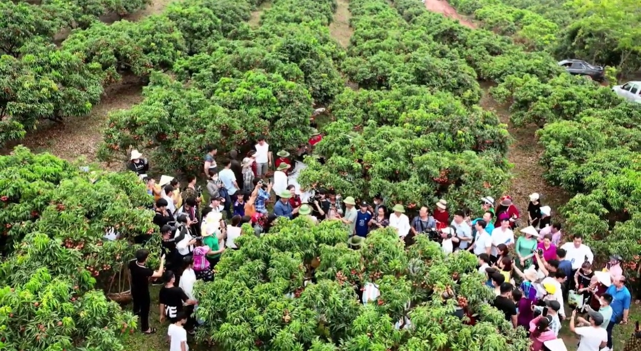 2023年陆岸荔枝成熟季节旅游活动吸引众多游客的参与。 2023年陆岸荔枝成熟季节旅游活动吸引众多游客的参与。