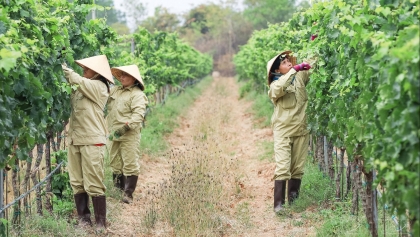 宁顺省——沙漠中的绿色