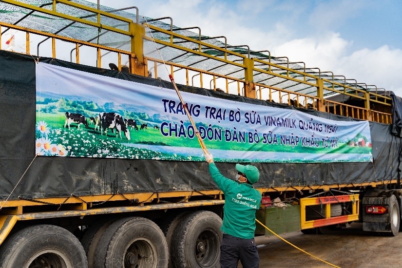Vinamilk nhập khẩu hơn 2.100 bò sữa HF thuần chủng từ Mỹ về trang trại mới tại Quảng Ngãi Vinamilk nhập khẩu hơn 2.100 bò sữa HF thuần chủng từ Mỹ về trang trại mới tại Quảng Ngãi