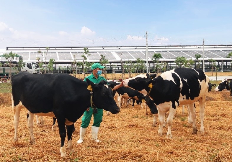 Vinamilk nhập khẩu hơn 2.100 bò sữa HF thuần chủng từ Mỹ về trang trại mới tại Quảng Ngãi Vinamilk nhập khẩu hơn 2.100 bò sữa HF thuần chủng từ Mỹ về trang trại mới tại Quảng Ngãi