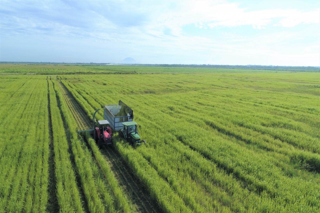 Vinamilk Green Farm - mô hình trang trại bò sữa phát triển bền vững Vinamilk Green Farm - mô hình trang trại bò sữa phát triển bền vững
