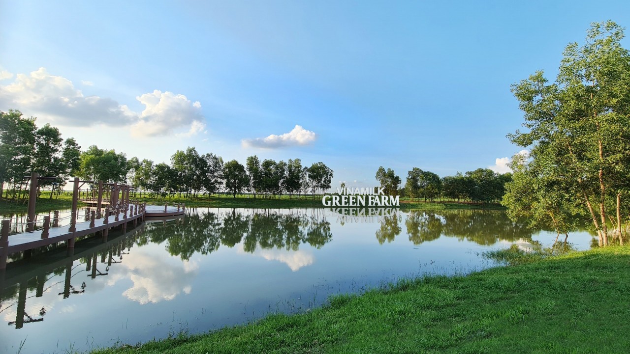 Vinamilk Green Farm - mô hình trang trại bò sữa phát triển bền vững Vinamilk Green Farm - mô hình trang trại bò sữa phát triển bền vững