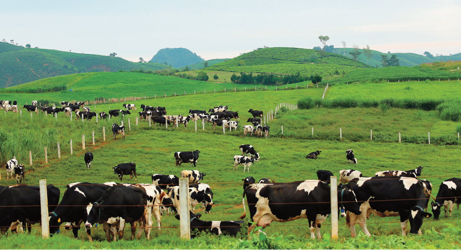 Sở hữu 75% vốn điều lệ GTNfoods, Vinamilk chính thức tham gia quản lý Mộc Châu Milk so huu 75 von dieu le gtnfoods vinamilk chinh thuc tham gia quan ly moc chau milk