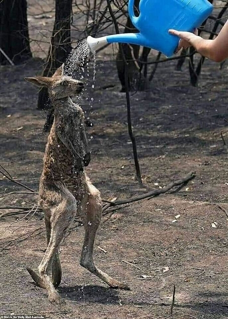 Kinh hãi cảnh động vật chết cháy, rừng xanh hoá biển lửa... vì cháy rừng ở Australia kinh hai canh dong vat chet chay rung xanh hoa bien lua vi chay rung o australia