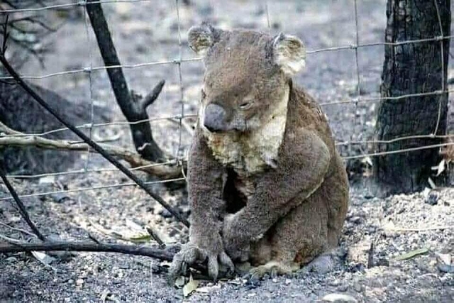 Kinh hãi cảnh động vật chết cháy, rừng xanh hoá biển lửa... vì cháy rừng ở Australia kinh hai canh dong vat chet chay rung xanh hoa bien lua vi chay rung o australia